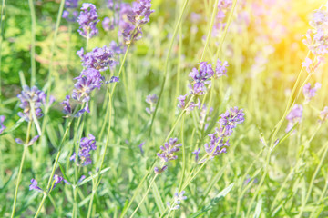 Lavender violet flowers on field at sunset