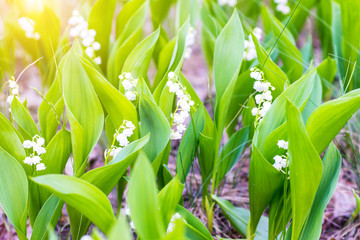 Green field of white forest flowers lily of the valley
