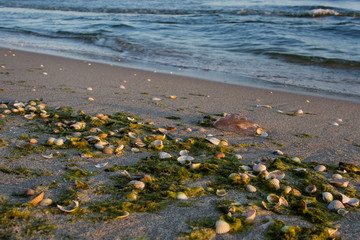 muszelki na plaży, piękny krajobraz nadmorski © VinyLove Foto