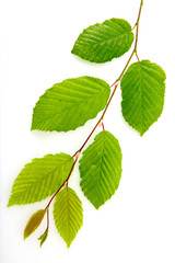Naklejka na ściany i meble Green beech leaves on branch isolated on white background.