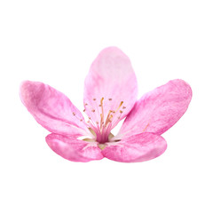 Fototapeta na wymiar Pink flower from sakura tree isolated on white background. Macro close up studio shot