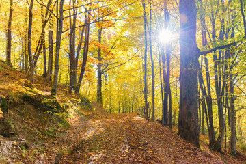 Morning in the autumn forest. Orange fallen leaves and sun shining through trees