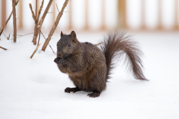 Black Squirrel