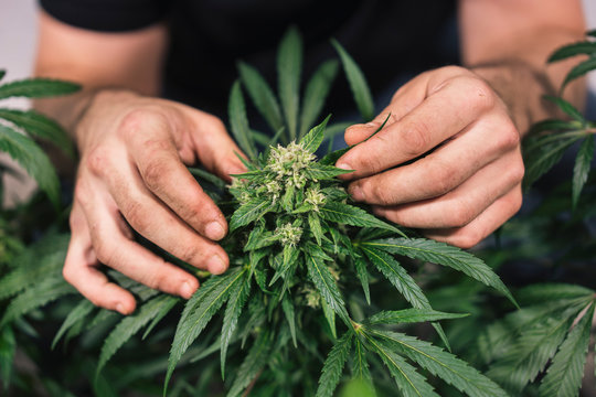 cannabis production