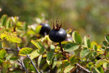 Wilde dunkle Beere an einem Busch in Nahaufnahme