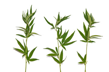 Obraz premium zielone liście konopi na białym tle na białym tle widok z góry. krzew konopi