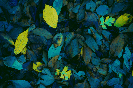 Abstract atumn leaves