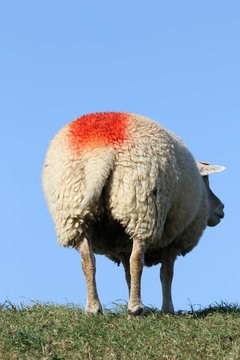 Marked sheep