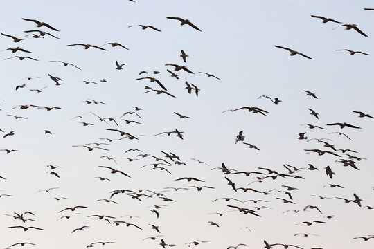 A flock of seagulls