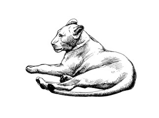 Lioness vector isolated graphic sketch hatched