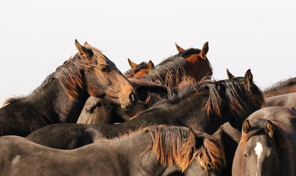 Group of brown horses