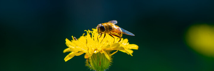 bee drone collects nectar on a marigold flower.
