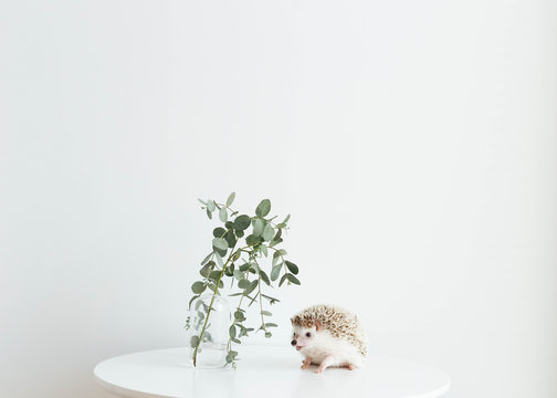 Cute as heck hedgehog on table with plant and copy space