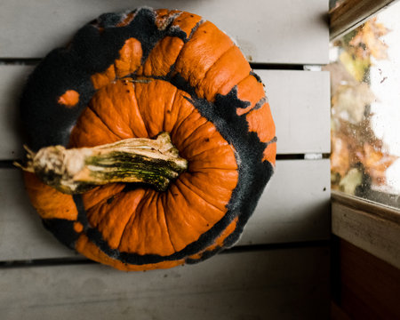 rotten pumpkin