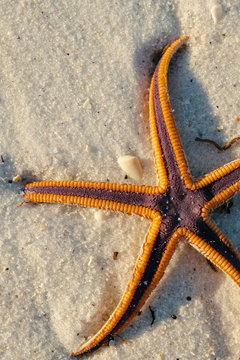 Starfish