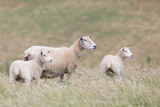 A ewe and her two lambs in a field