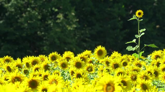 One lone sunflower standing out in a field of blooming flowers. Concept for standing out in a crowd