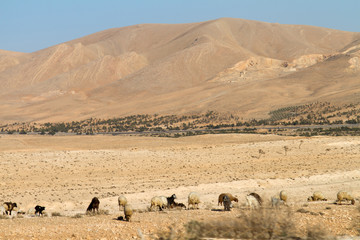 Syrian arid countryside near Damascus