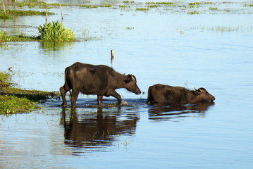 Buffaloes in a region of flooded fields in the state of Pará, Amazon region in northern Brazil.