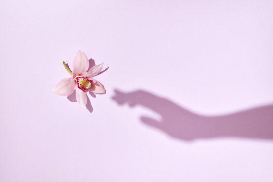 The shadow of womans hand touches a tender pink orchid flower on a pastel pink background. Flat lay.