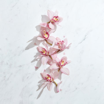 Fresh floral blooming decorative pattern with beautiful orchids flowers on a gray stone background.