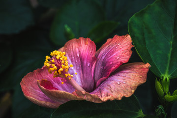hibiscus macro