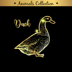 Fototapeta na wymiar Golden and royal Hand Drawn Emblem of farm Duck animal. Butchery shop branding, meat products. Butcher market. Gold Outline Sketch and lettering. Contour drawing concept