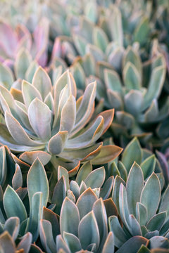 Graptoveria Succulents In An Autumn Garden