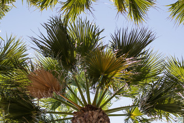 Palmeras tropicales con vistas al cielo
