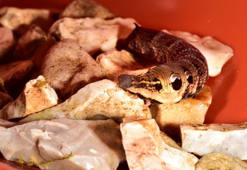 Elephant Hawk-moth caterpillar r on some stones