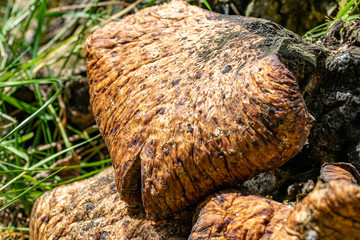 Large fungus growing over tree stump