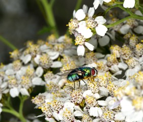 Green bottle feeding and collecting pollen