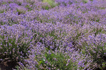Fototapeta premium Flowering lavender. Field of blue flowers. Lavandula - flowering plants in the mint family, Lamiaceae. 