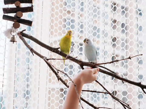 Feed the cute parrot and stock it on the balcony.