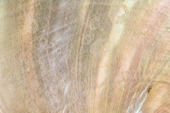 Abalone Shell Closeup in Pastel Tones