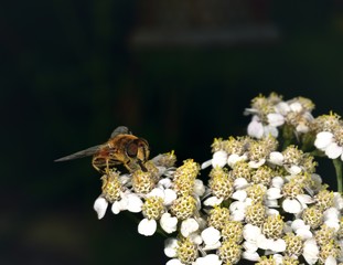 Hoverfly nectar feeding on a white flower