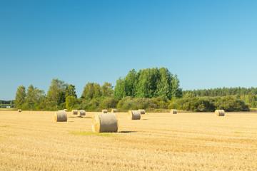 Fototapeta premium Rolls of hay bales in a field at farm.