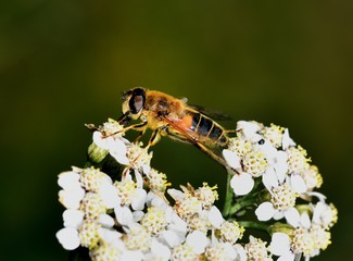 Hoverfly nectar feeding on a white flower