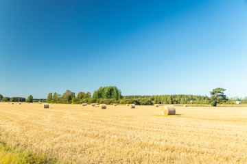 Fototapeta premium Rolls of hay bales in a field at farm.