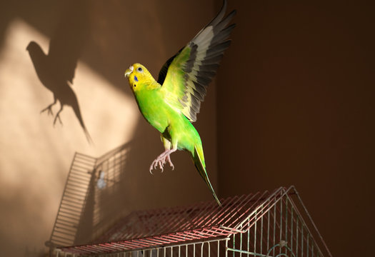 Cute parrots are stocked on the balcony. Under the refraction of the afternoon sun