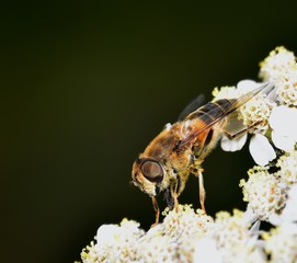 Hoverfly nectar feeding on a white flower
