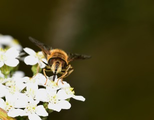 Hoverfly nectar feeding on a white flower