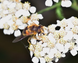 Hoverfly nectar feeding on a white flower