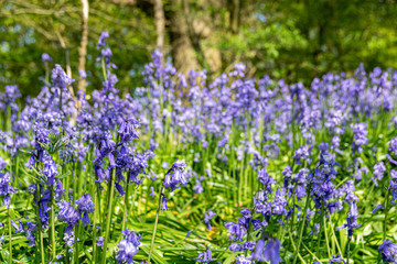 Obraz premium Carpet of bluebell flowers in early spring