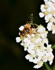 Hoverfly nectar feeding on a white flower