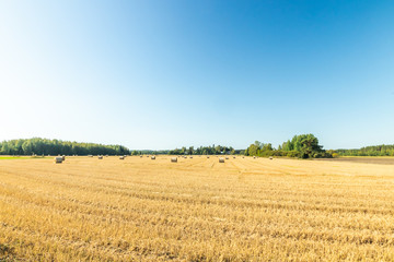 Fototapeta na wymiar Rolls of hay bales in a field at farm.