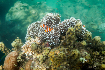 Naklejka na ściany i meble Coral reef on Andaman islands