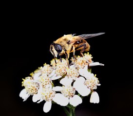 Hoverfly nectar feeding on a white flower
