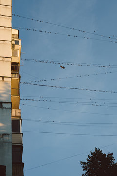 Bird in flight.