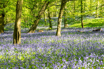 Carpet of bluebell flowers in early spring